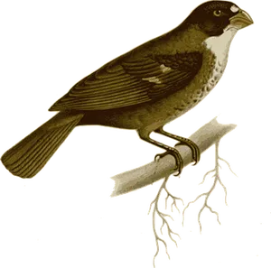Vintage Illustrated Birdon Branch
