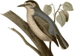 Vintage Illustrated Birdon Branch