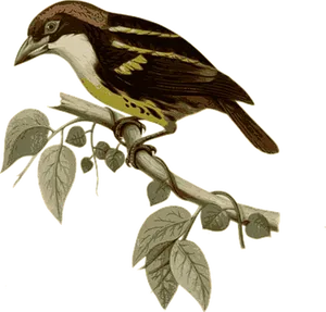 Vintage Illustrated Birdon Branch