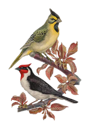 Vintage Illustrated Birdson Branch PNG image