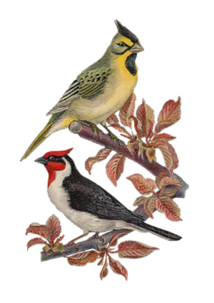 Vintage Illustrated Birdson Branch