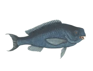 Vintage Illustrated Deep Sea Fish