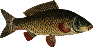 Vintage Illustrated Fish