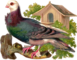 Vintage Illustrated Pigeon Perched PNG image