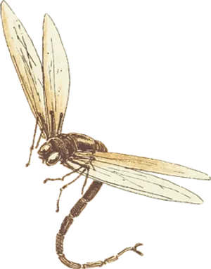 Vintage Illustrationof Flying Insect