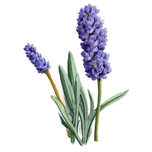 Vintage Lavender Illustration PNG Jux PNG