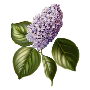 Vintage Lilac PNG 06122024