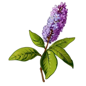 Vintage Lilac PNG Opy59 PNG