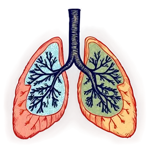 Vintage Lungs Sketch Png 05232024 PNG image