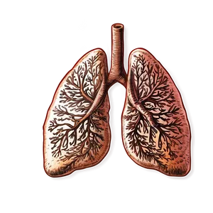 Vintage Lungs Sketch Png 5 PNG image