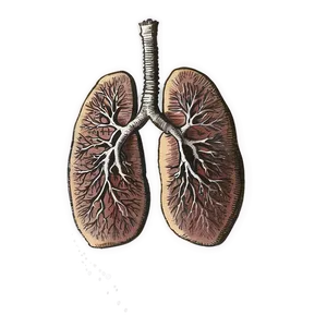 Vintage Lungs Sketch Png Mgt23 PNG image