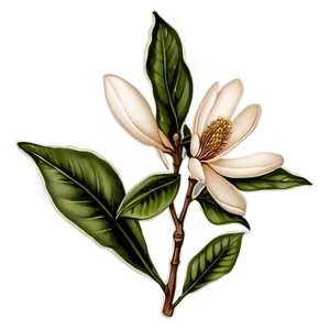 Vintage Magnolia Flower Sketch Png 06252024 PNG image