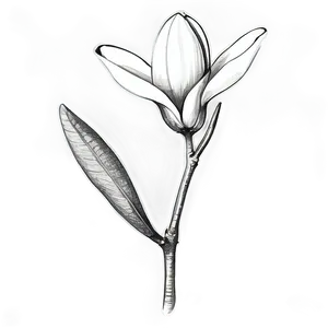 Vintage Magnolia Flower Sketch PNG 97 PNG