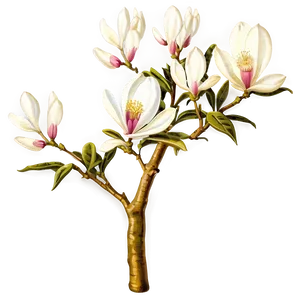 Vintage Magnolia Tree Illustration Png 06212024 PNG image