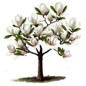 Vintage Magnolia Tree Illustration Png 82 PNG image