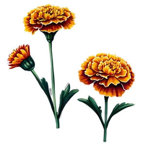 Vintage Marigolds PNG 06132024