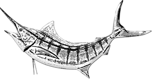 Vintage Marlin Sketch