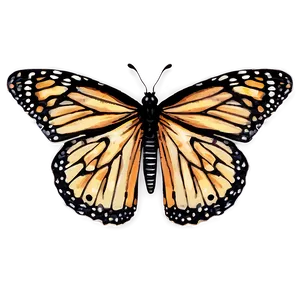 Vintage Monarch Butterfly PNG 05252024 PNG