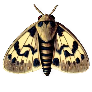 Vintage Moth Illustration PNG 81