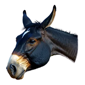 Vintage Mule Graphic Png 16 PNG image