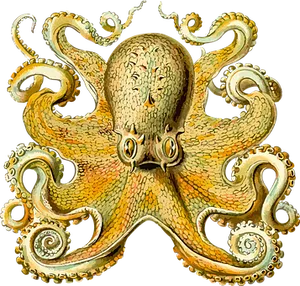 Vintage Octopus Illustration