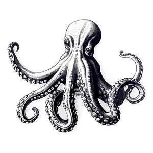 Vintage Octopus Sketch PNG 15 PNG