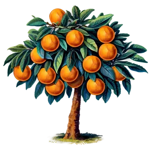 Vintage Orange Tree PNG Hnu PNG