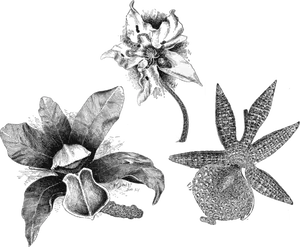 Vintage Orchid Engravings PNG