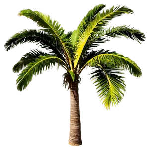 Vintage Palm Tree PNG Yus1