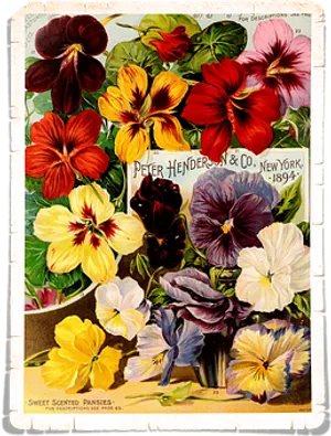 Vintage_ Pansies_ Seed_ Catalog_ Cover_1894
