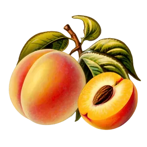 Vintage Peach Poster PNG 05242024