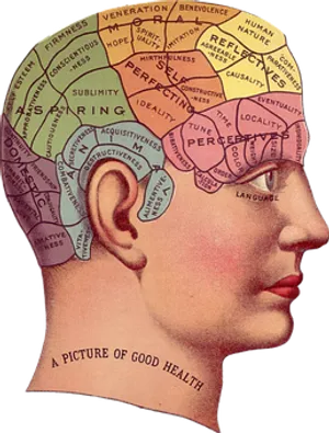 Vintage Phrenology Head Illustration