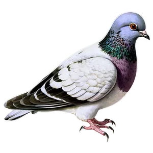 Vintage Pigeon Illustration Png 05242024 PNG image