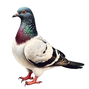 Vintage Pigeon Illustration Png 05242024 PNG image