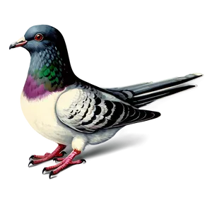 Vintage Pigeon Illustration Png 61 PNG image
