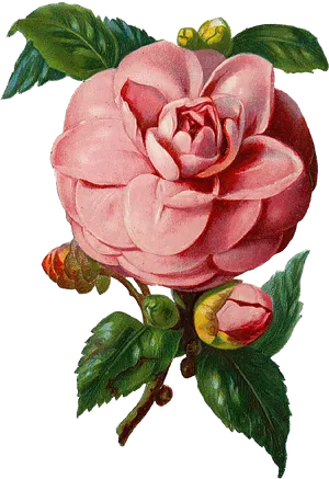 Vintage Pink Camellia Vector Illustration PNG image