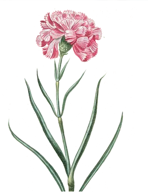 Vintage Pink Carnation Illustration PNG image