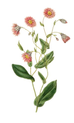 Vintage Pink Flower Illustration