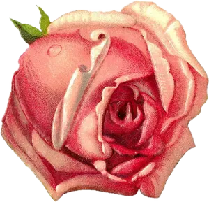 Vintage Pink Rose Drawing PNG image