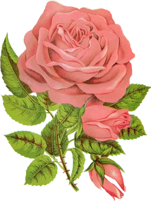 Vintage Pink Rose Illustration