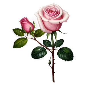 Vintage Pink Rose PNG 05242024