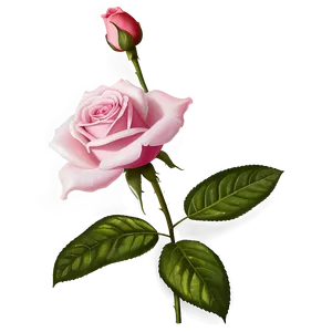 Vintage Pink Rose PNG 05242024