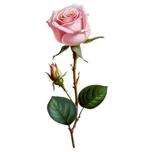 Vintage Pink Rose PNG 31