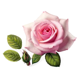 Vintage Pink Rose PNG Stn21