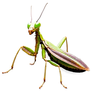 Vintage Praying Mantis PNG Dax64 PNG