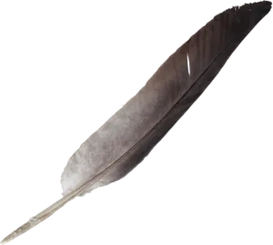 Vintage Quill Feather Pen.png PNG image