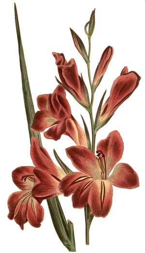 Vintage Red Gladiolus Illustration PNG image