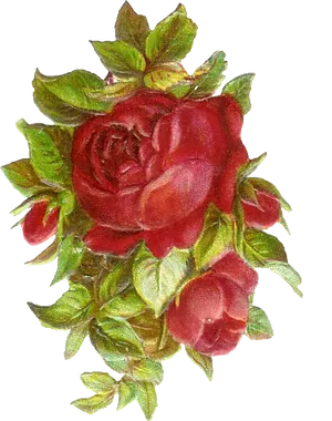 Vintage Red Rose Cluster.png PNG image