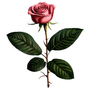 Vintage Rose Beauty PNG 06292024