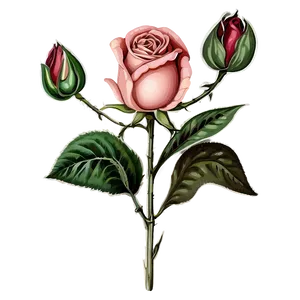 Vintage Rose Essence PNG 87 PNG